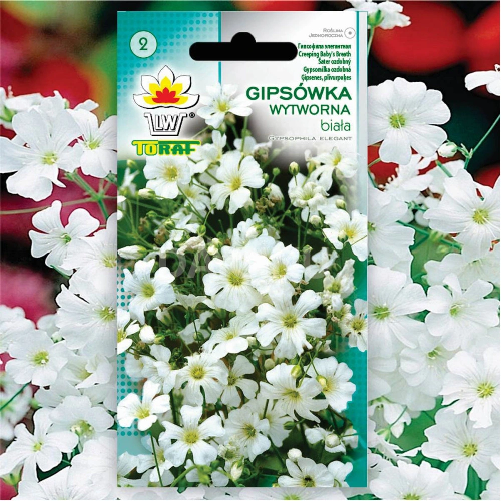 DEUXIEME CLASSE - ジプソフィア gypsohila    Long Gillet Guboja Puošnioji (Gypsophila Elegans) sėklos - 500 vnt (#1215)